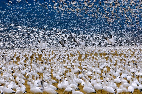snow-geese6