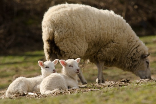 baby-sheep