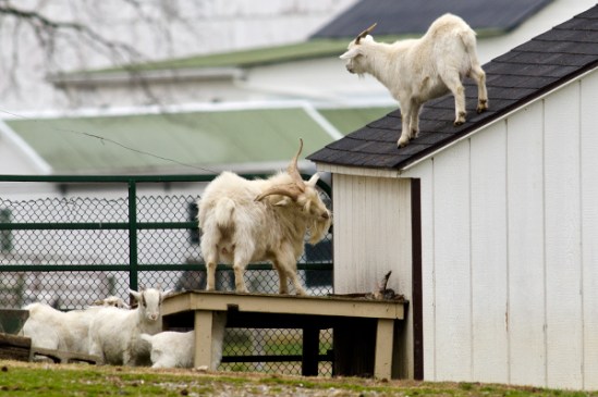 goat-climbers