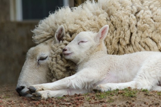sheep-relaxation