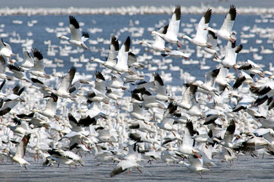 snow-geese3