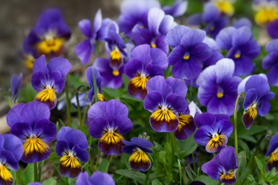 spring-pansies