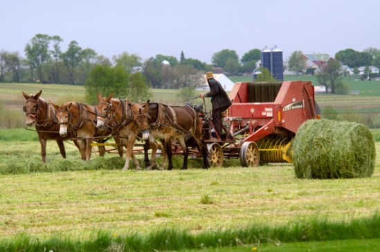 amish-hay-baling