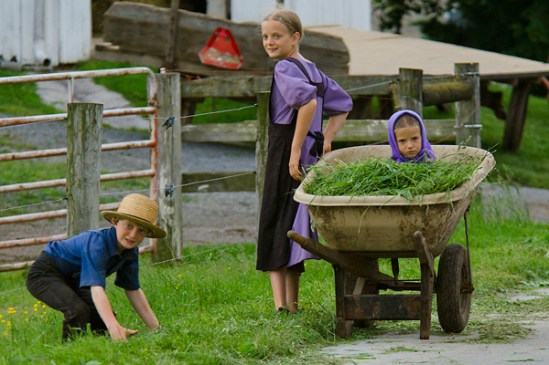 amish-kid-in-wheelbarrow