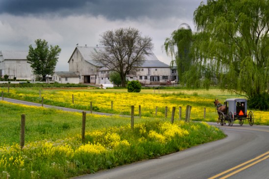 buggy-near-mustard-field