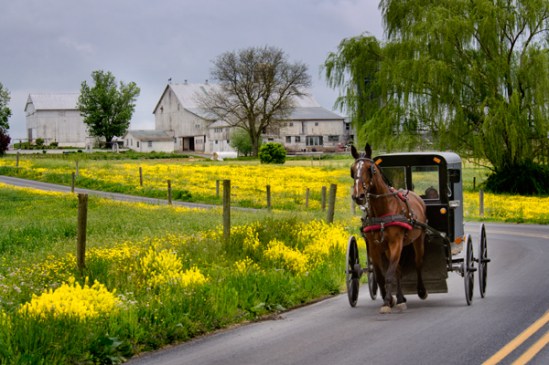 buggy-near-mustard-field2