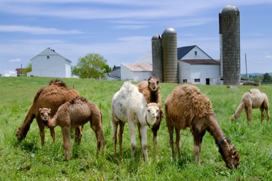 lancaster-co-camels2