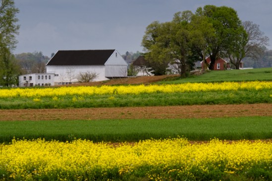 mustard-field-stripes