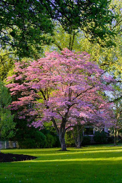 pink-dogwood