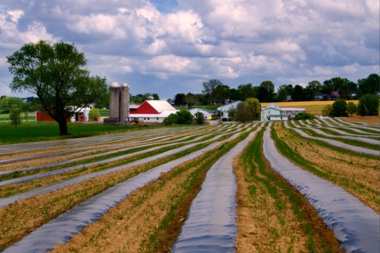 striped-farm-fields