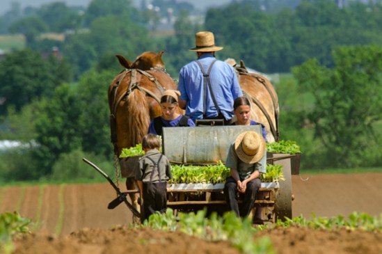 amish-family-planting2