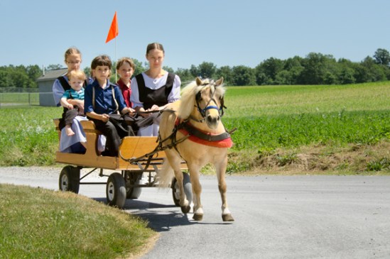 amish-pony-cartload