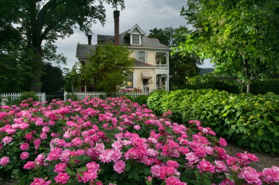 strasburg-mansion-roses