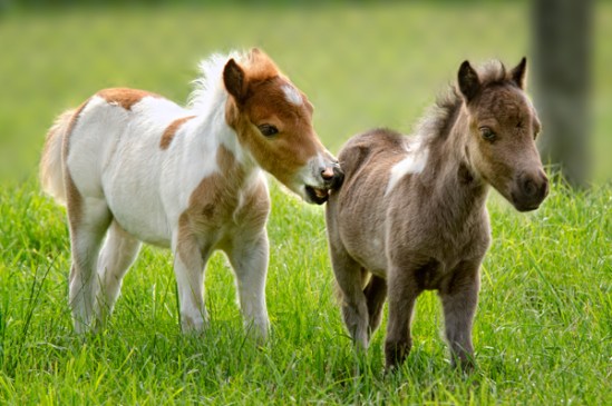 tiny-pony-nibbler