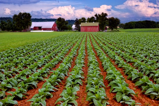 amish-tobacco-fields