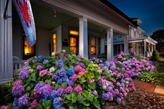 main-street-hydrangea