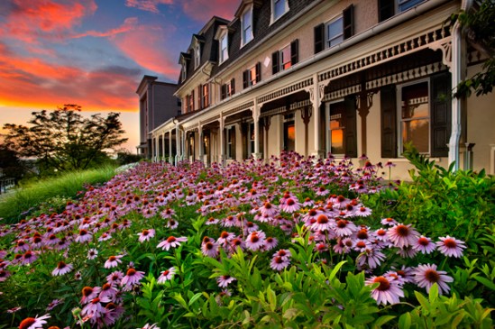 _mountian-springs-flowers2-copy