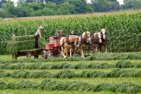 amish-harvesting-field