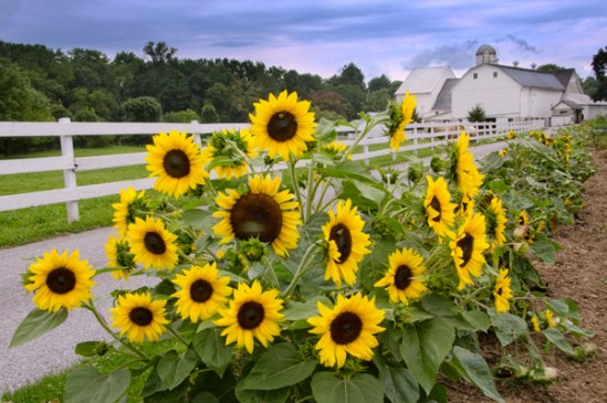 sunflower-farm