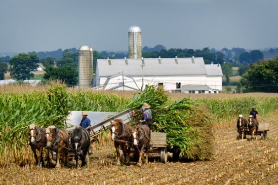 amish-corn-removal