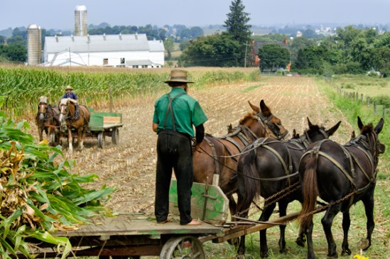 amish-corn-removal3