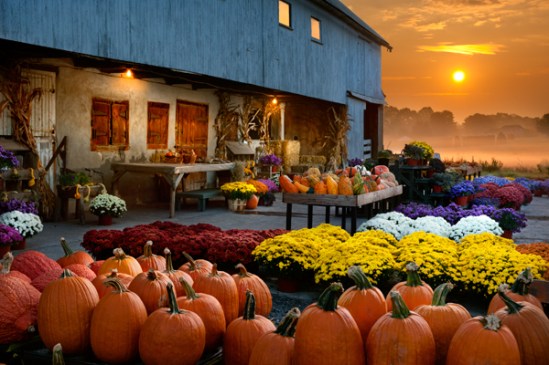 fall-market-sunrise