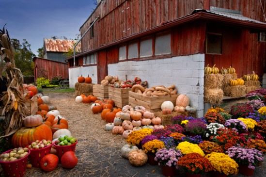 farmette-fall-pumpkins