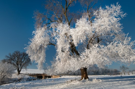 hoarfrost-in-sunlight2