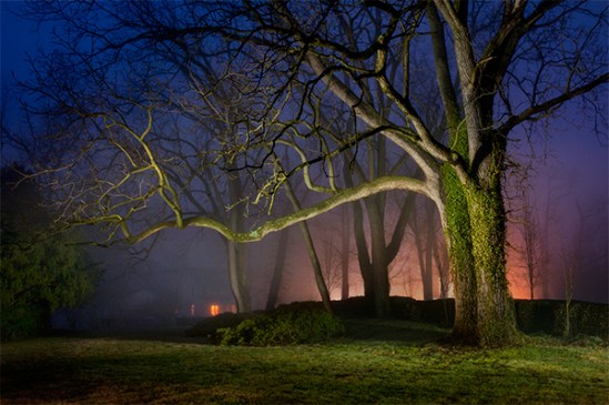 quarry-rd-foggy-tree3