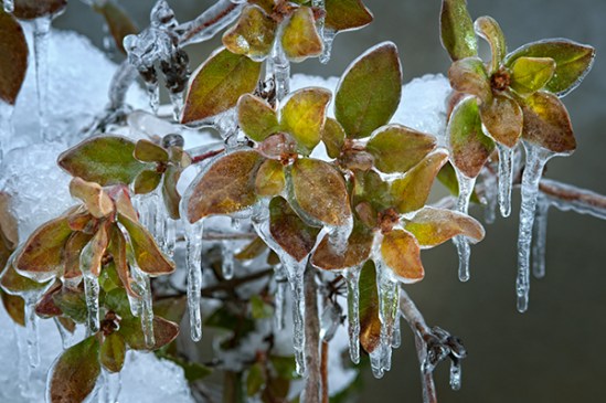 ice-covered-leaves