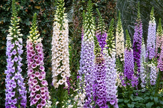 foxglove-garden