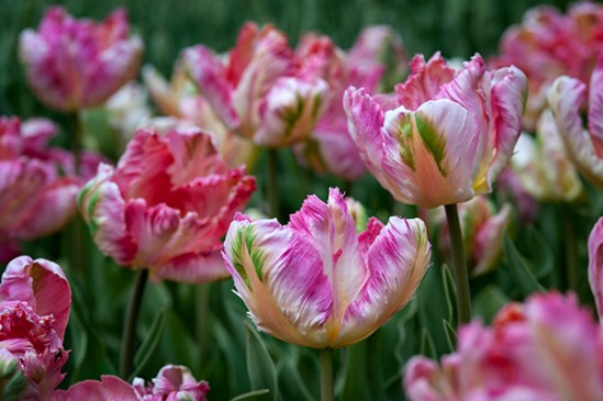 fringed-tulips