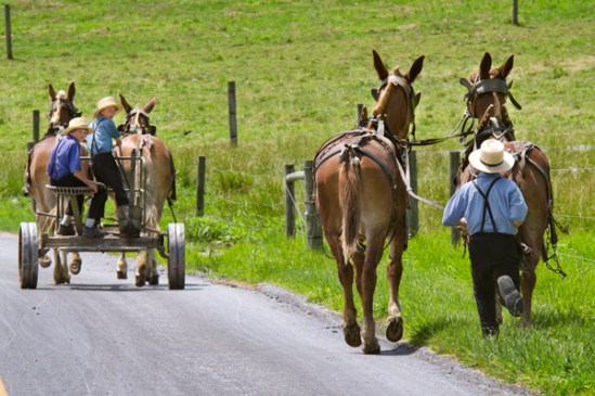 amish-horse-race