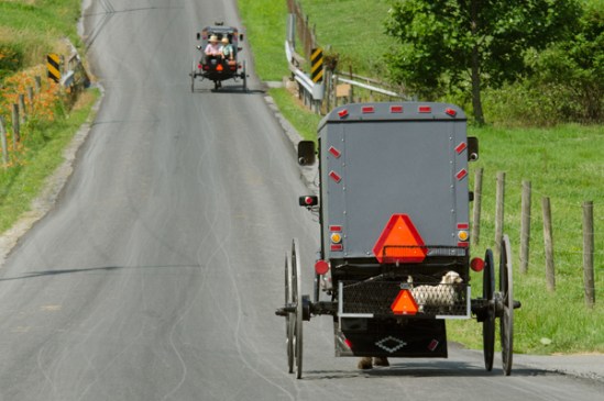 amish-dog-transport