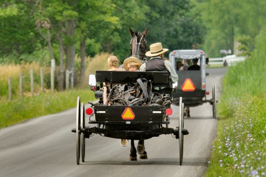 amish-hauling-harnesses