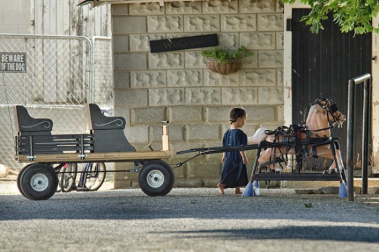 amish-horse-training