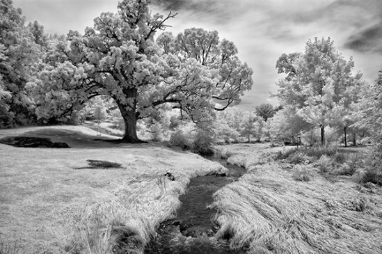infrared-big-trees
