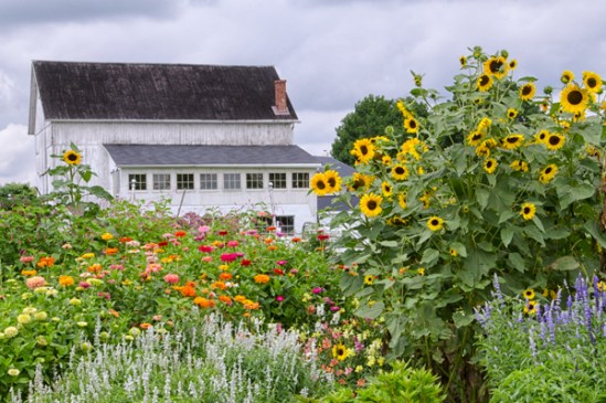 nickel-mines-flowers