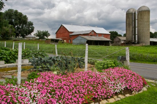 petunias-by-farm