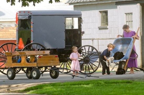 amish-puppy-delivery