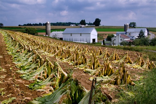 bartville-tobacco-rows