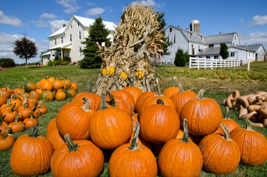 white-oak-pumpkins