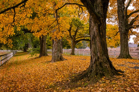 estate-fall-trees