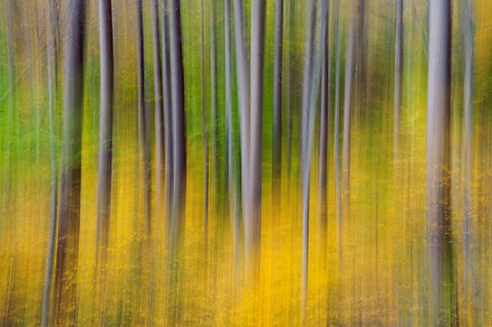 fall-streaked-trees