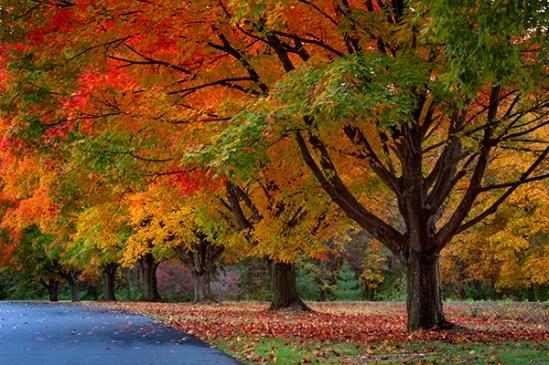 middle-creek-autumn3