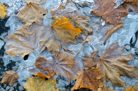 frozen-leaves