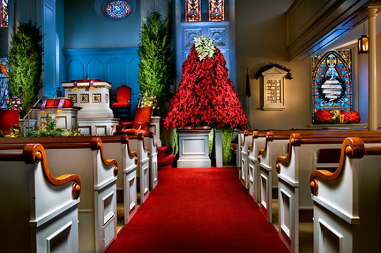 moravian-poinsettia-tree1a