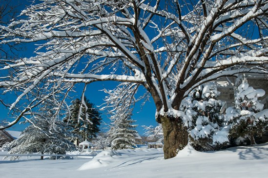 brownstown-snowy-tree
