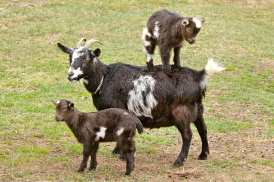 spring-goats
