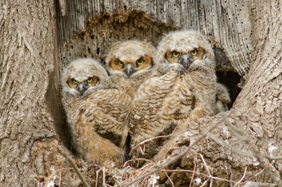 three-owls